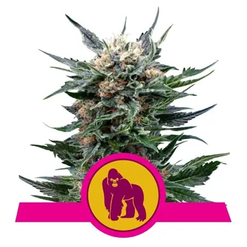 Save 15% on Royal Gorilla seeds at The Vault