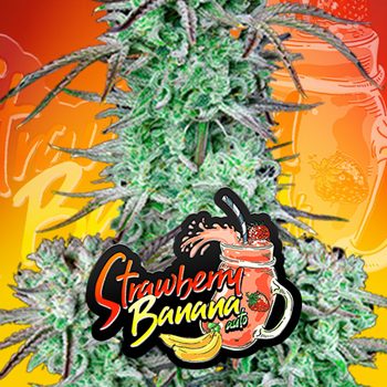 Save 15% on Strawberry Banana at 2Fast4Buds.com