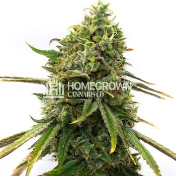 Get 4 FREE Strawberry Cough fems at  Homegrown Cannabis Co