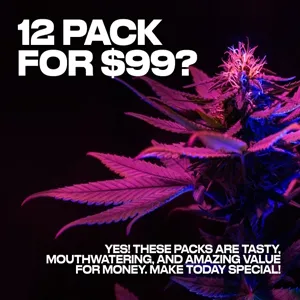 Cannabis seed 12 packs - only $99 at  Homegrown Cannabis Co