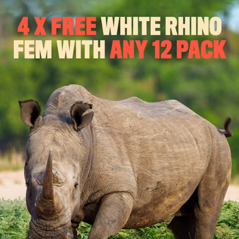 4 FREE White Rhino fems at  SeedSupreme