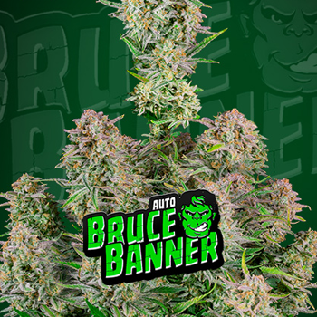 Save 30% on Bruce Banner Auto at 2Fast4Buds.com