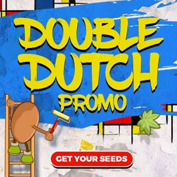 Double Dutch Promo - BOGOF at  Amsterdam Marijuana Seeds
