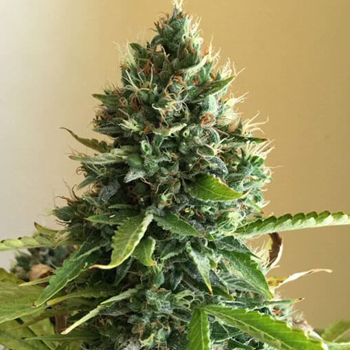 Save 50% on Snow Ripper feminized at  Original Seed Store