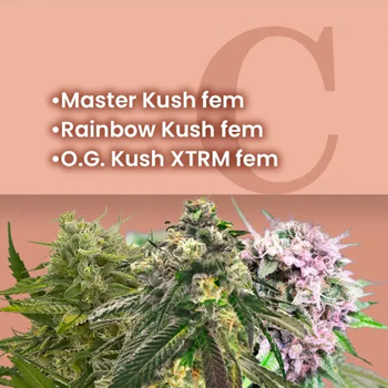 King Kush Fem Combo - 4.10 at Amsterdam Marijuana Seeds