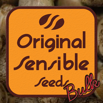 Save 50% on premium bulk packs at Original Sensible Seeds