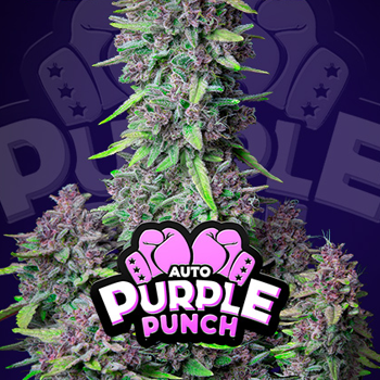 Save 30% on Purple Punch Auto at  2Fast4Buds.com