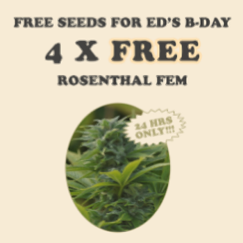 Get 4 FREE Rosenthal Fems at  i49