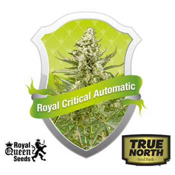 Get 60% off Royal Critical Auto at True North Seedbank