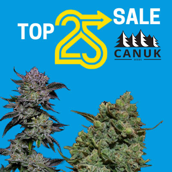 Save 25% on bestselling strains at  Canuk Seeds
