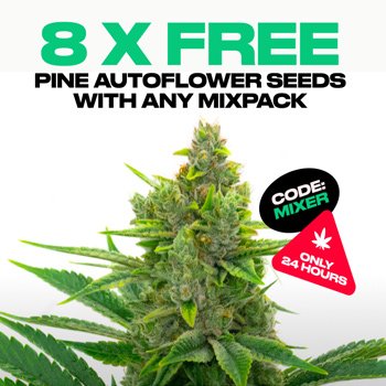 Get 8 FREE Pine Autos at  Homegrown Cannabis Co