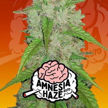 Save 30% on Amnesia Haze Auto at 2Fast4Buds.com