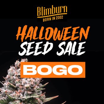 Halloween Seed Sale - BOGOF at  Blimburn Seeds