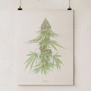 Save 20% on botanical illustration prints at Gold Leaf