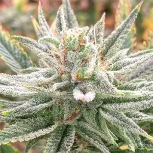 FREE Lazar 115 seeds