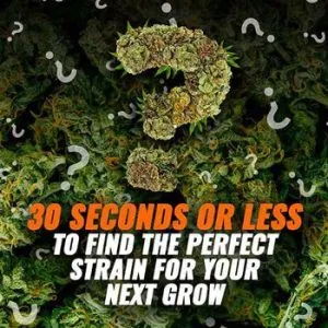 Find The Perfect Strain, Get 10% Off @ MSNL
