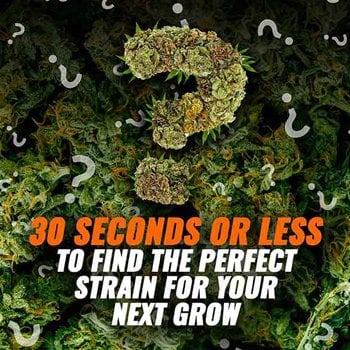 Find the perfect strain and get 10% off at MSNL