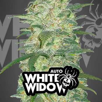 Save 30% on Auto White Widow at 2Fast4Buds.com