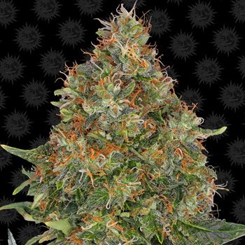 Get 20% off Pineapple Express + FREE Critical at Original Seed Store