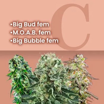 Big Bud Fem Combo - $125.10 at  Amsterdam Marijuana Seeds