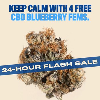 4 FREE CBD Blueberry Fems at  SeedSupreme