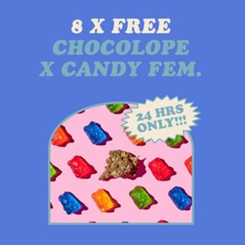 Get 8 FREE Chocolope x Candy fem seeds at  i49