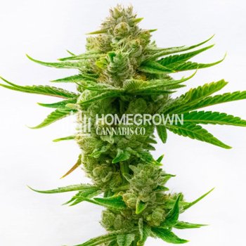 Critical Glue Auto - BOGOF at  Homegrown Cannabis Co