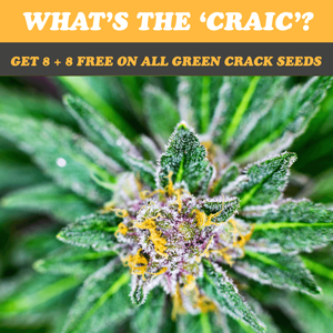 Green Crack - Buy 8 Get 8 FREE at i49