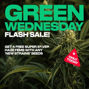 Get 4 FREE Super Silver Haze fems at  Homegrown Cannabis Co