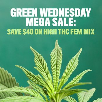 High THC Fem Mix (12 pack) - $125.99 SeedSupreme