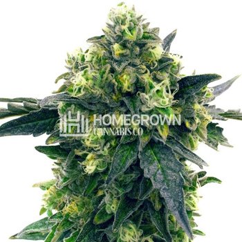 Blue Widow fem - BOGOF at  Homegrown Cannabis Co