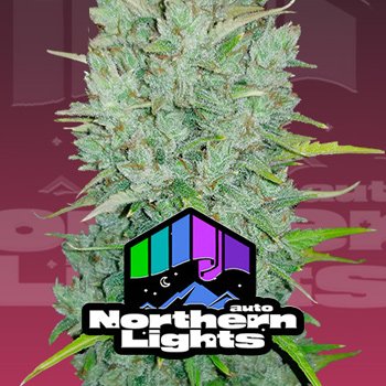 Save 30% on Northern Lights Auto at 2Fast4Buds.com