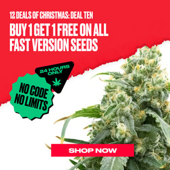 Fast Flowering Seeds - BOGOF at  Homegrown Cannabis Co