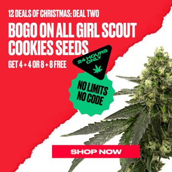Cookie Strains - BOGOF at  Homegrown Cannabis Co