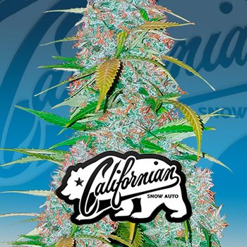 Save 30% on Californian Snow Auto at 2Fast4Buds.com