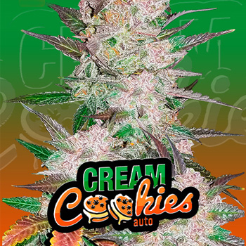 Save 30% on Cream Cookies Auto at 2Fast4Buds.com
