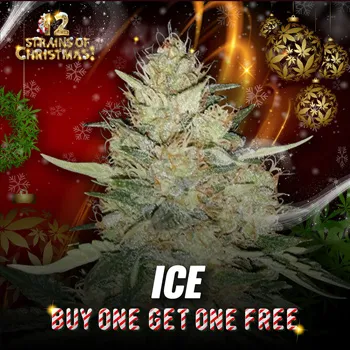 ICE - Buy 1 Get 1 FREE at  MSNL