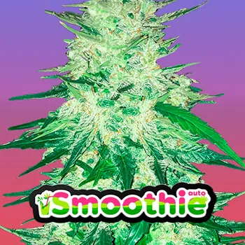 Save 30% on Smoothie Auto at 2Fast4Buds.com