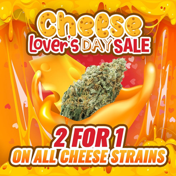 Cheese seeds - Buy 1 Get 1 FREE at  MSNL