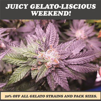 Save 20% on all gelato strains at i49