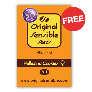 Get a FREE Pellezino Cookies Fem at  Original Seed Store
