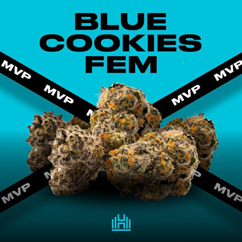 Blue Cookies Fem - BOGOF at Homegrown Cannabis Co