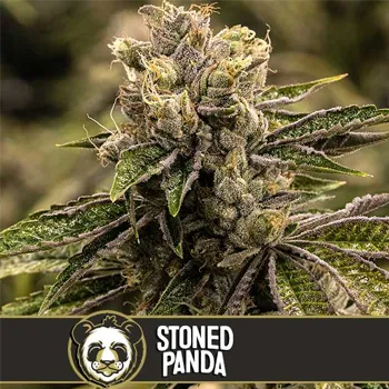 Get 25% off + BOGO on Stoned Panda at Blimburn Seeds