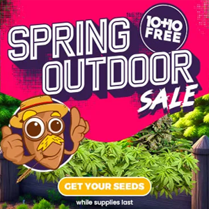 Spring Outdoor Sale - BOGOF at Amsterdam Marijuana Seeds