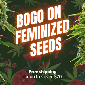 ALL Feminized Seeds - BOGOF at Blimburn Seeds