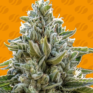 Save 44% on Frosted Guava Auto at Original Sensible Seeds