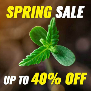 Save 40% on selected cannabis seeds at MSNL