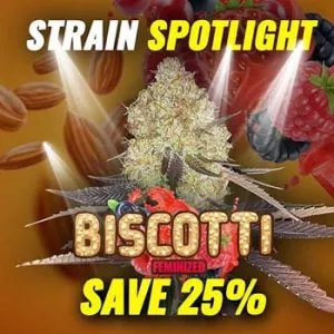 25% Off Biscotti Feminized @ MSNL