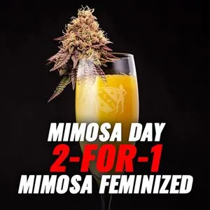 Mimosa Day – Buy 1 Get 1 FREE @ MSNL