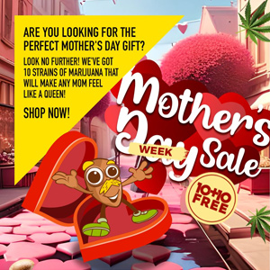 Mother's Day Sale - Buy 1 Get 1 FREEAmsterdam Marijuana Seeds
